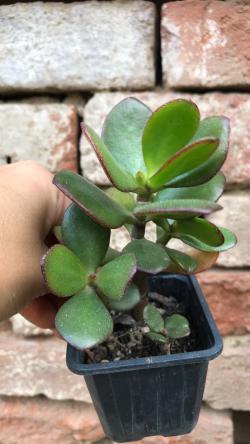 Sadnice - sobne biljke: Crassula Ovata ili Drvo novca